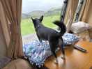 Zeus watching the sheep goats and chickens