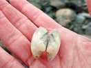 Rock pooling