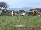 Farm life
