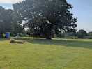 Oak tree , where water is left