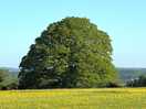 Oak tree