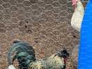 Chickens