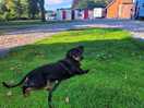 Pup enjoyint the peave and quiet, loved the doggy field, with the shower/toilets in the background