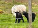 There’s two black sheep to this family