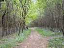 Another woodland walk