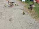 Roaming geese and goslings