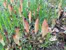 Strange woodland plants