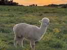 Stunning scenery with lovely alpaca