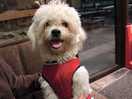 Doggy