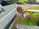 Farmyard friends