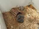 Baby rabbits also to pet and possibly take home