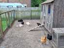 Onsite farm animals, chickens