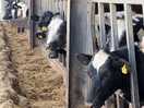 Cows on the farm