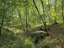 Forest walk