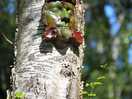 Forest man trail