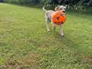 Dog field