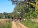 Wild horses