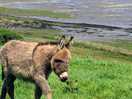 Donkey, kid's favorite
