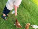 Feeding the chickens
