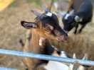 Friendly goats.