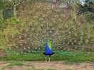 Pete the peacock who is always on site, this beautiful animal could be seen all the time
