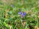Bluebells
