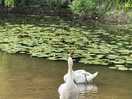 Swans!