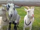 Feeding the goats was a favourite for all