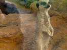 Cheeky meerkat