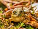 Another froggy