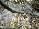 Woodland photos