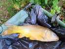 Nice fish
