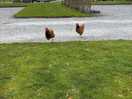 Friendly chickens