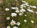 Wild flowers