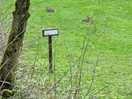 Dog walk area