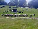 Sheep show