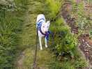Walking to hay