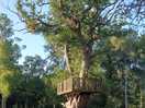 Ancient tree in centre of camping ground.