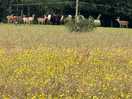 Deer in distance