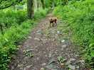 The dog walk that you can access directly from the site.