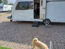 Dog freindly