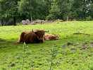 Cows on the farm