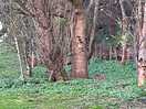 Bunnies playing around site