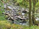 Torrent walk