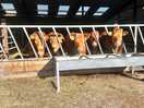 Cows
