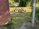 Ducks