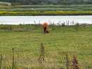 View of the highland cows