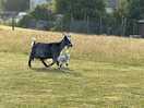 Flow the goat and her baby
