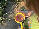 Bug hunting in the local area