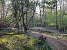 Bluebell wood